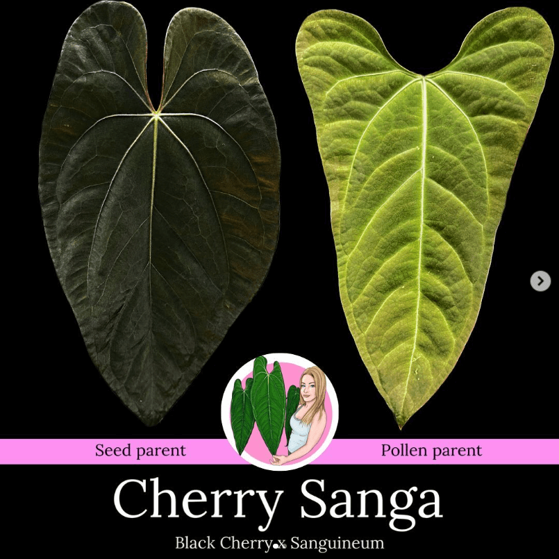 anthurium black cherry Anthurium 'Cherry Sanga'