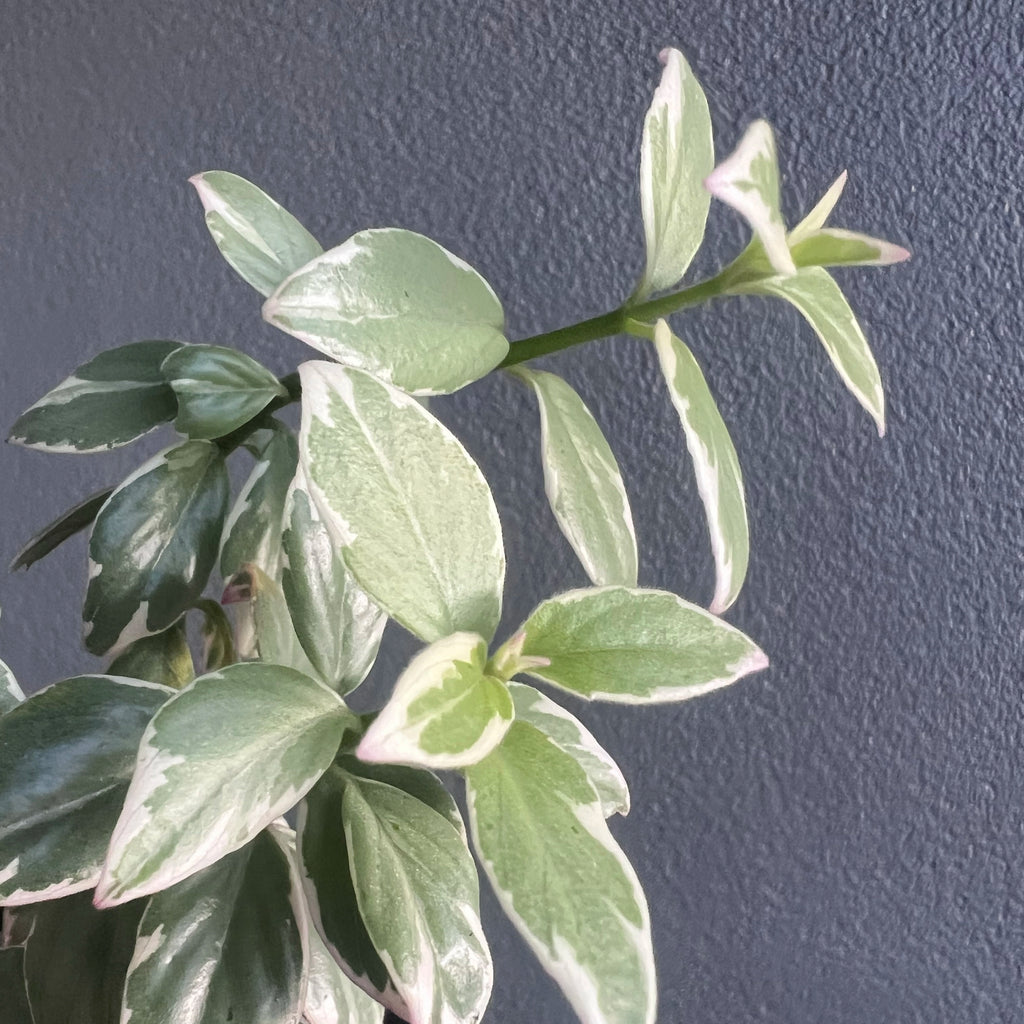Close-up of Columnea hirta variegata foliage highlighting soft green and white variegation with vivid orange tubular flowers. Rare indoor plant collectors Australia.