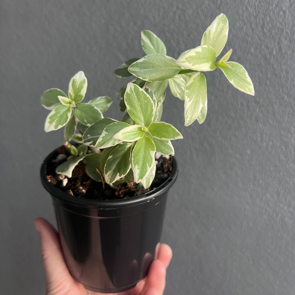 Hand holding a Columnea hirta variegata showing trailing stems with green and cream variegated leaves and bright orange blooms. Rare indoor plant nursery Australia.