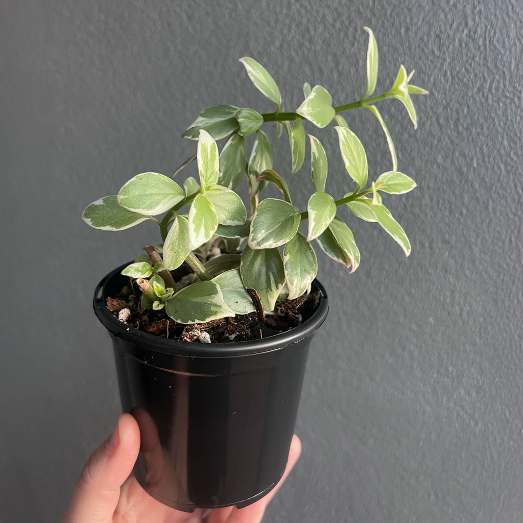 Person holding a potted Columnea hirta variegata with cascading growth and multicoloured variegated leaves. Trusted indoor plant shop Australia.