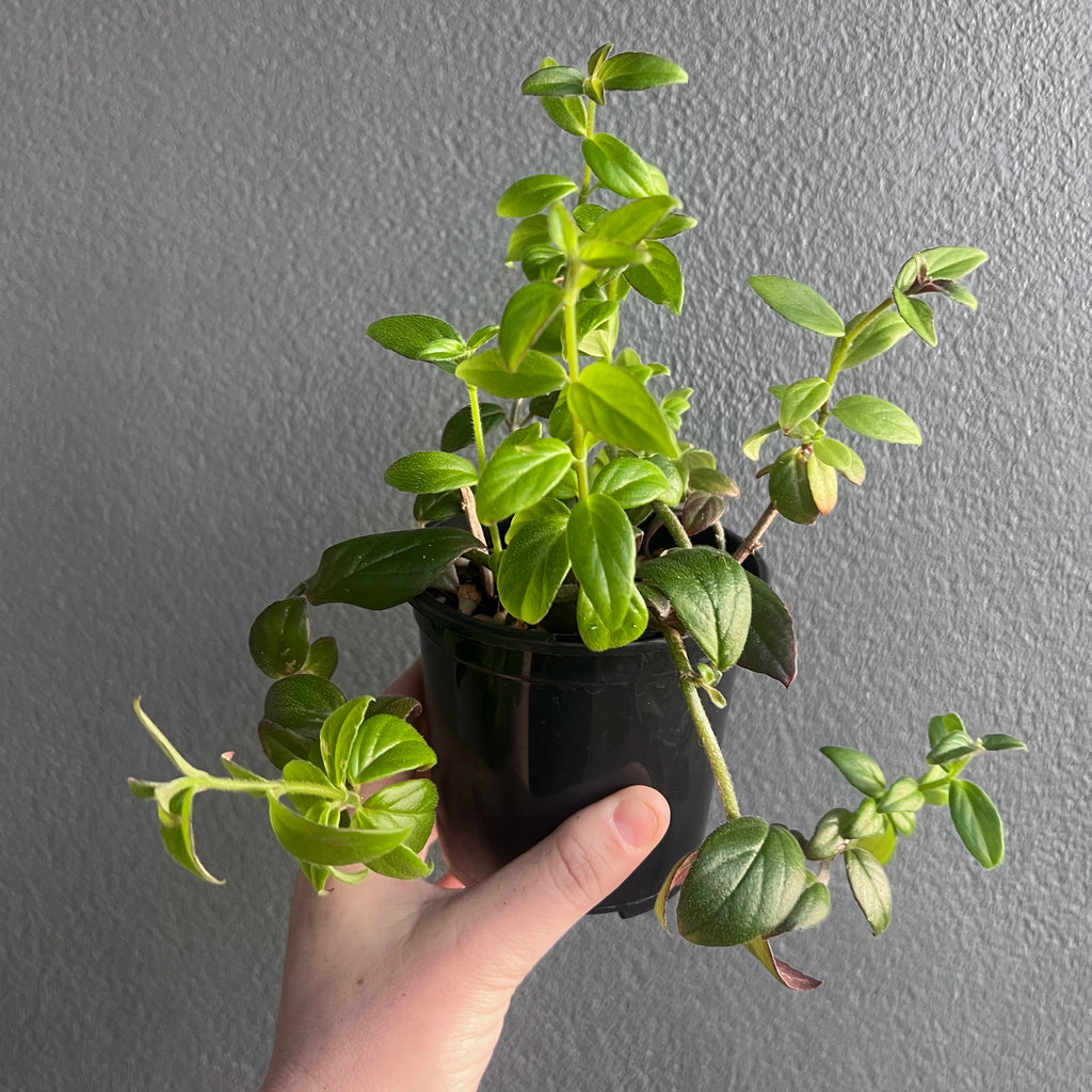 Close-up of Columnea crassifolia Hunter Red foliage highlighting fuzzy leaves and deep red blooms. Rare indoor plant collectors Australia.