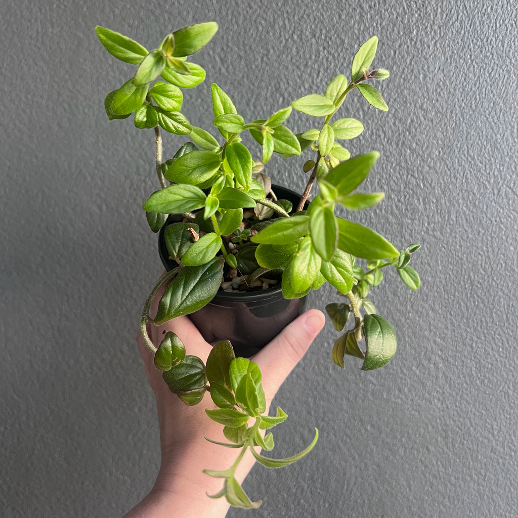 Person holding a potted Columnea crassifolia Hunter Red with trailing stems and vibrant red flowers. Trusted indoor plant shop Australia.