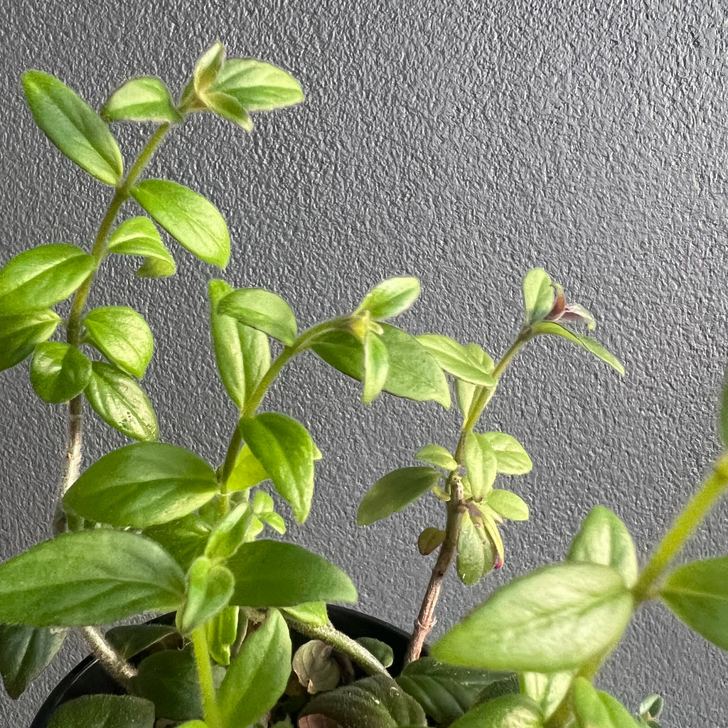 Side view of Columnea crassifolia Hunter Red held against a neutral background showing lush green leaves and rich red tubular blooms.