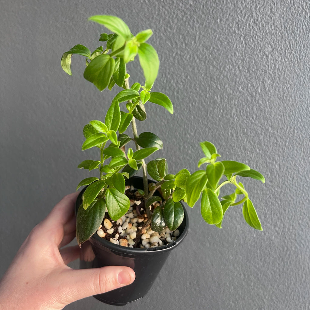 Columnea crassifolia Hunter Red in a black nursery pot featuring bright red flowers and soft textured leaves. Rare indoor plant nursery Australia.