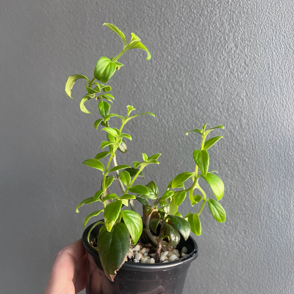 Hand holding a Columnea crassifolia Hunter Red showing bright red tubular flowers with soft green foliage. Rare indoor plant nursery Australia.