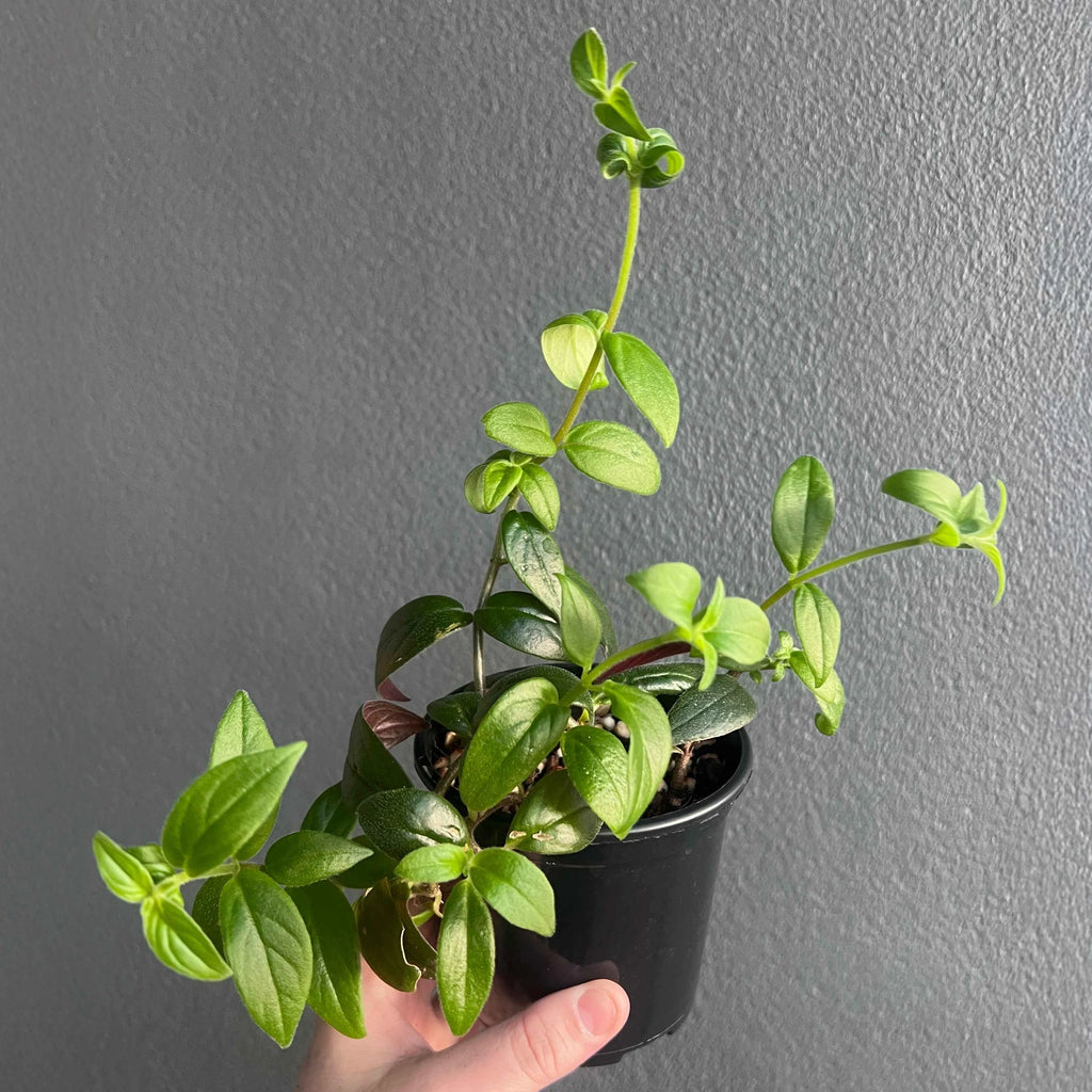 Person holding a potted Columnea crassifolia Hunter Yellow with trailing stems and fresh yellow blooms. Trusted indoor plant shop Australia.