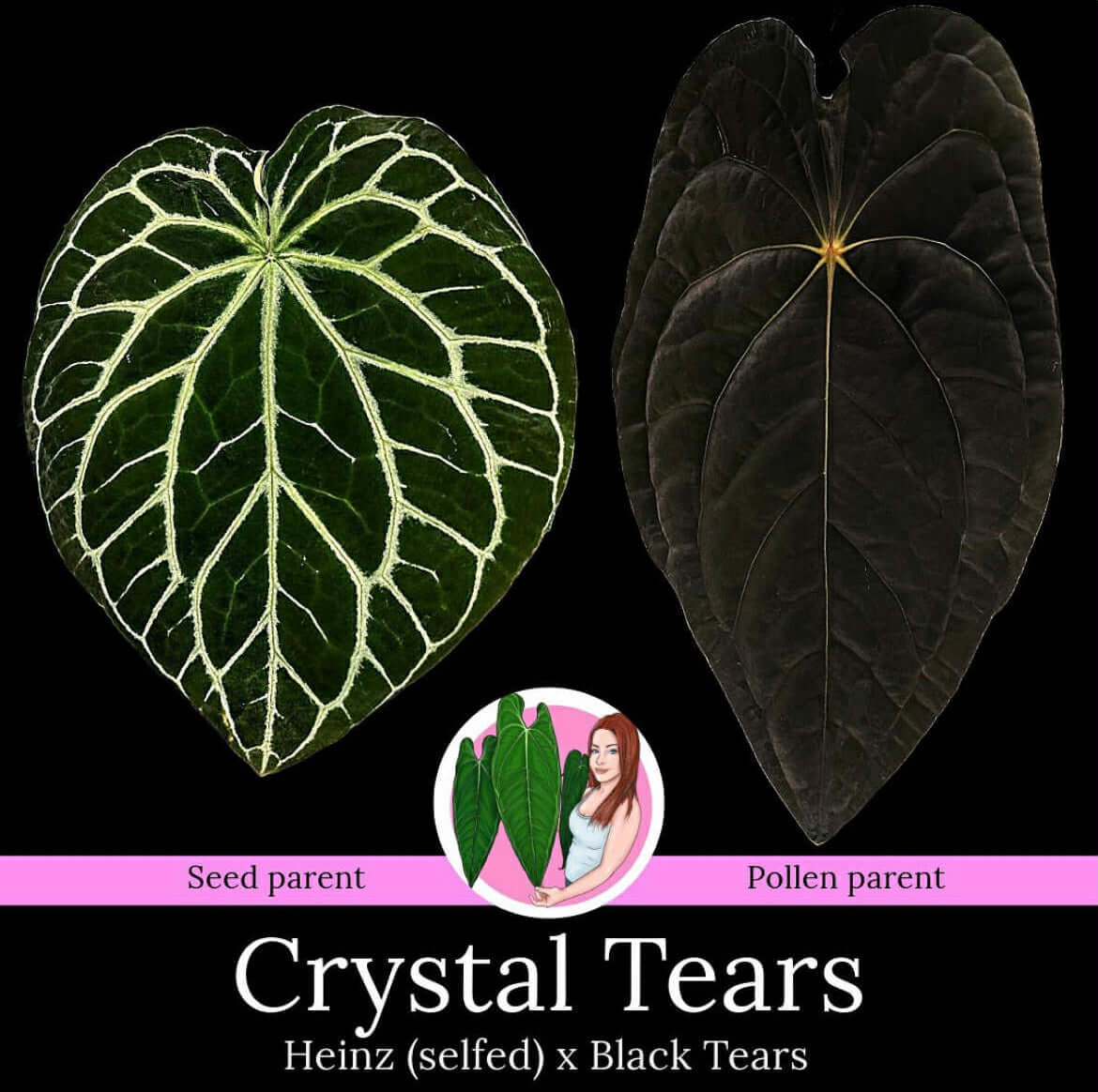 anthurium heinz Anthurium 'Crystal Tears'