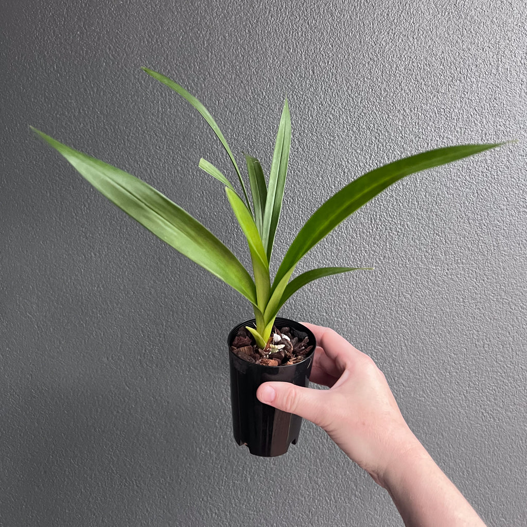 Hand holding a Cymbidium Kristianne Marie Kalimna showing soft pink orchid blooms with yellow throat detail. Rare indoor plant nursery Australia.