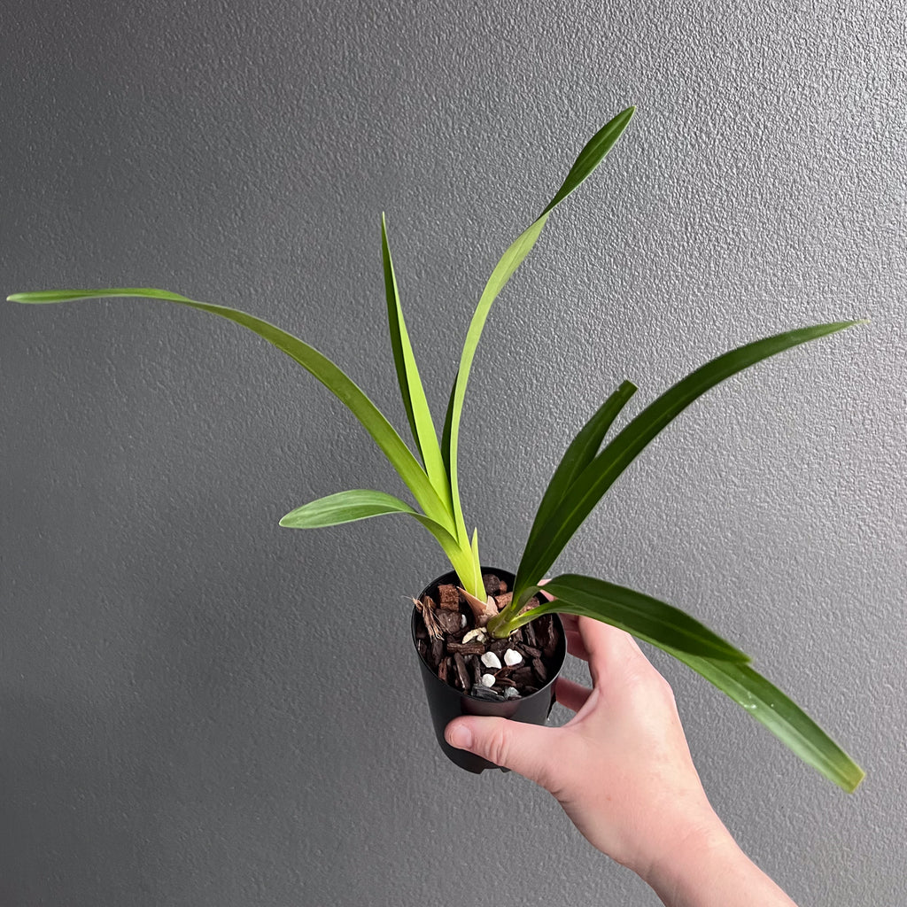 Close-up of Cymbidium Kristianne Marie Kalimna flowers highlighting pastel pink petals and delicate veining. Rare indoor plant collectors Australia.