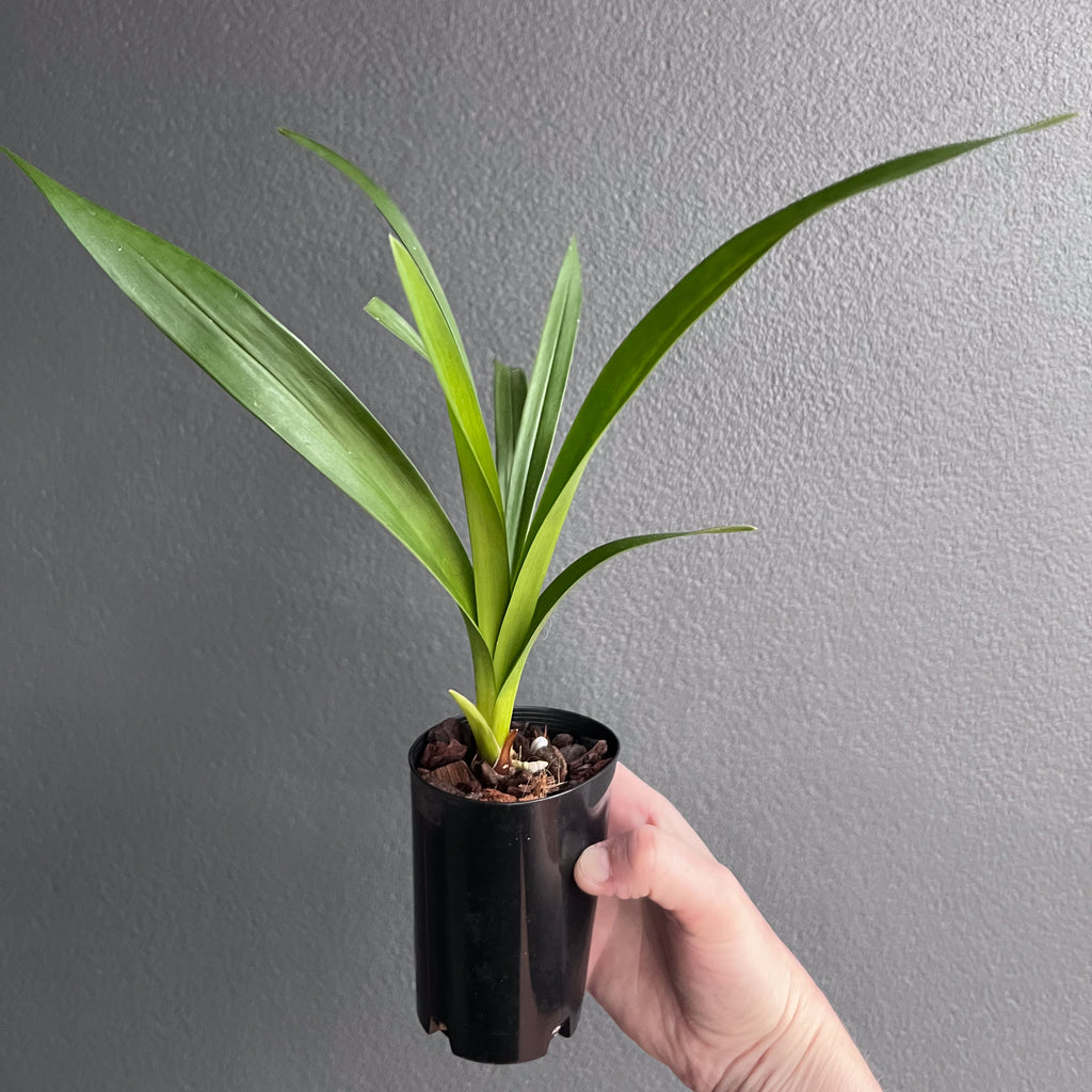 Person holding a potted Cymbidium Kristianne Marie Kalimna with multiple flower spikes and glossy green foliage. Trusted indoor plant shop Australia.