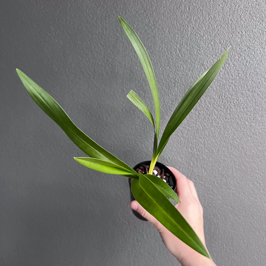 Side view of Cymbidium Kristianne Marie Kalimna held against a neutral background showing open blooms with soft gradient tones.