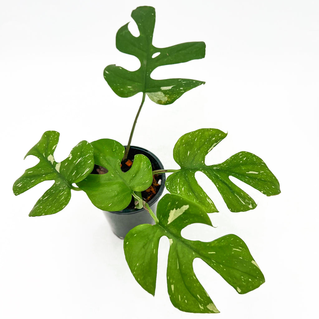 Rhaphidophora tetrasperma variegated in a pot, showcasing split, fenestrated leaves with variegated green and creamy white patterns. Chalet Boutique, Australia.