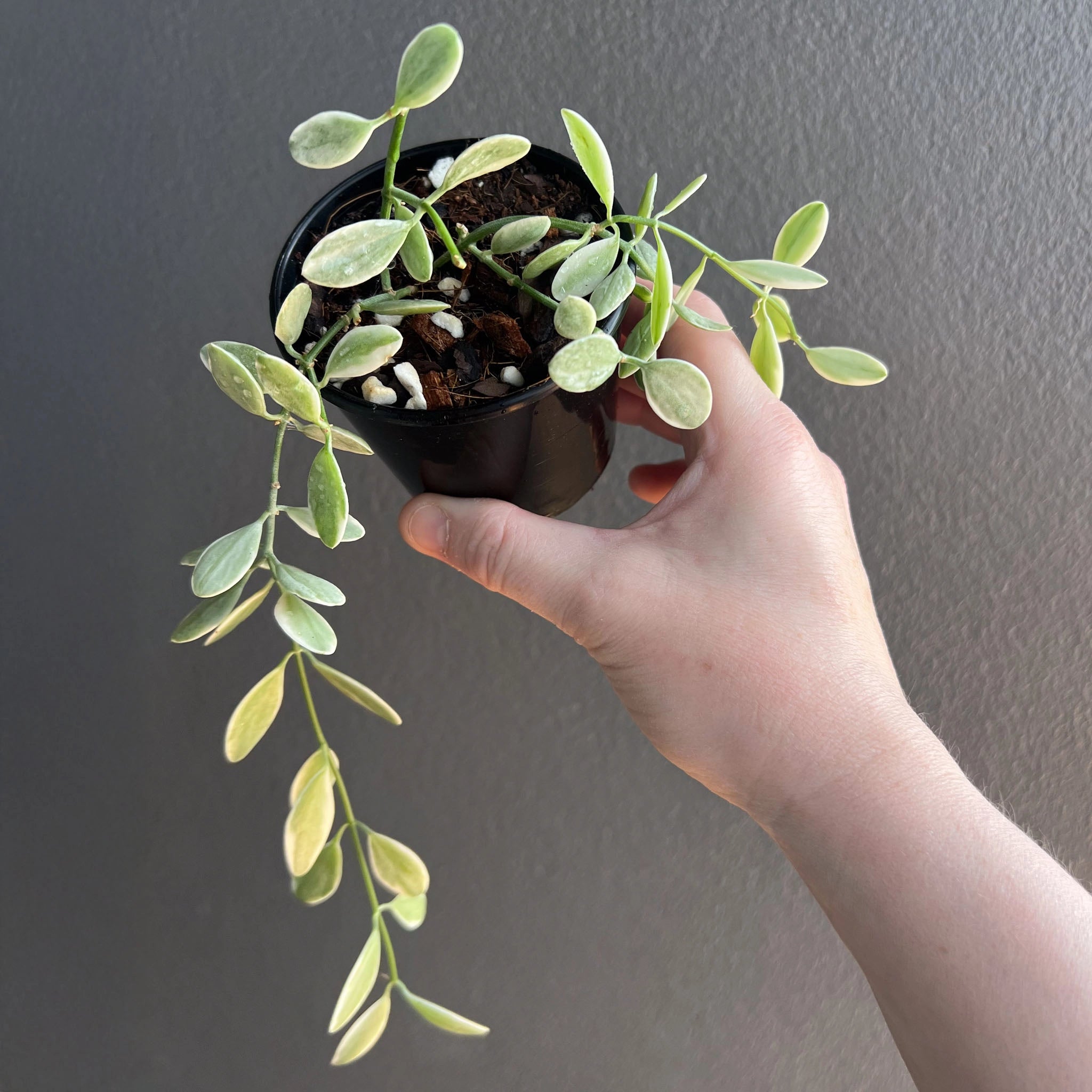Dischidia Oiantha Variegata