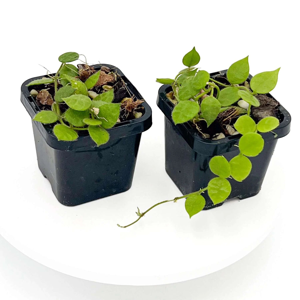 Dischidia hirsuta | Indoor Plant | Chalet Boutique - Australia
