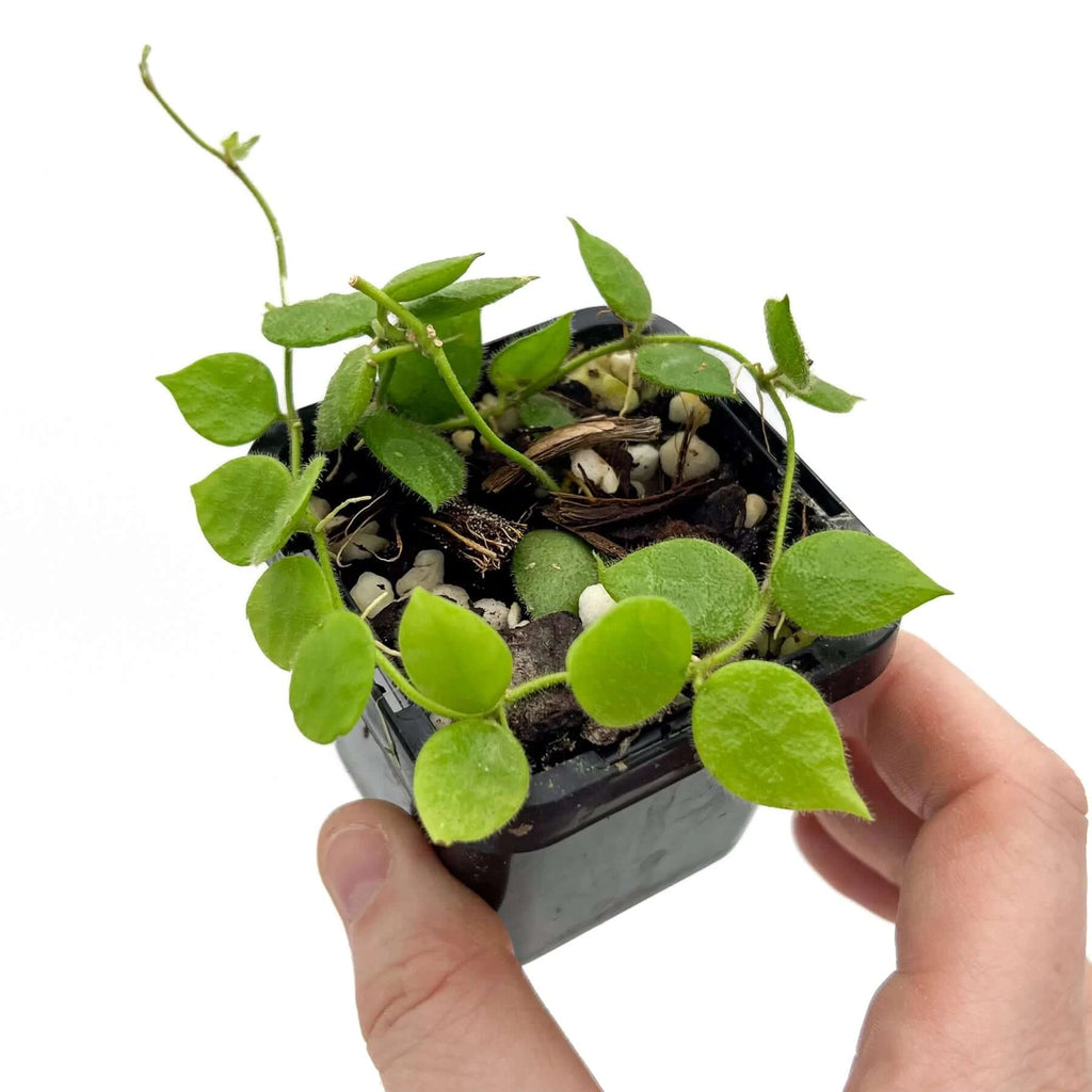 Dischidia hirsuta | Indoor Plant | Chalet Boutique - Australia