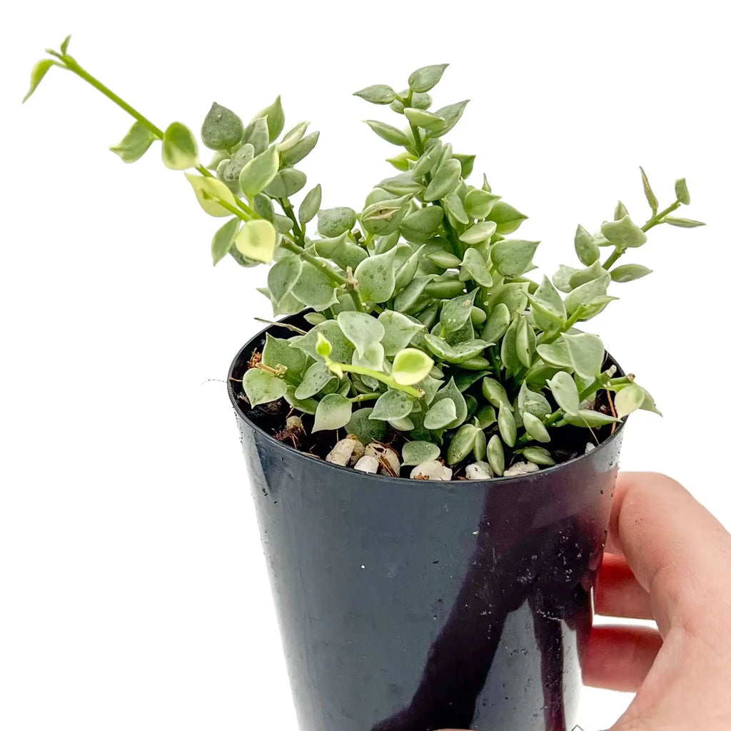 Dischidia Variegated Million Hearts plant in a black pot, showcasing heart-shaped succulent leaves. Chalet Boutique, Australia.