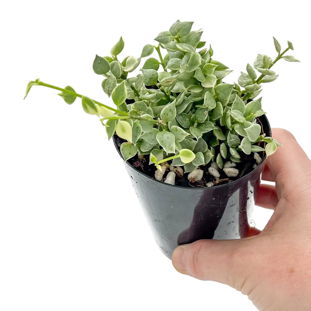 Hand holding a pot of Dischidia Variegated Million Hearts with heart-shaped leaves, perfect for indoor plant lovers. Chalet Boutique, Australia.