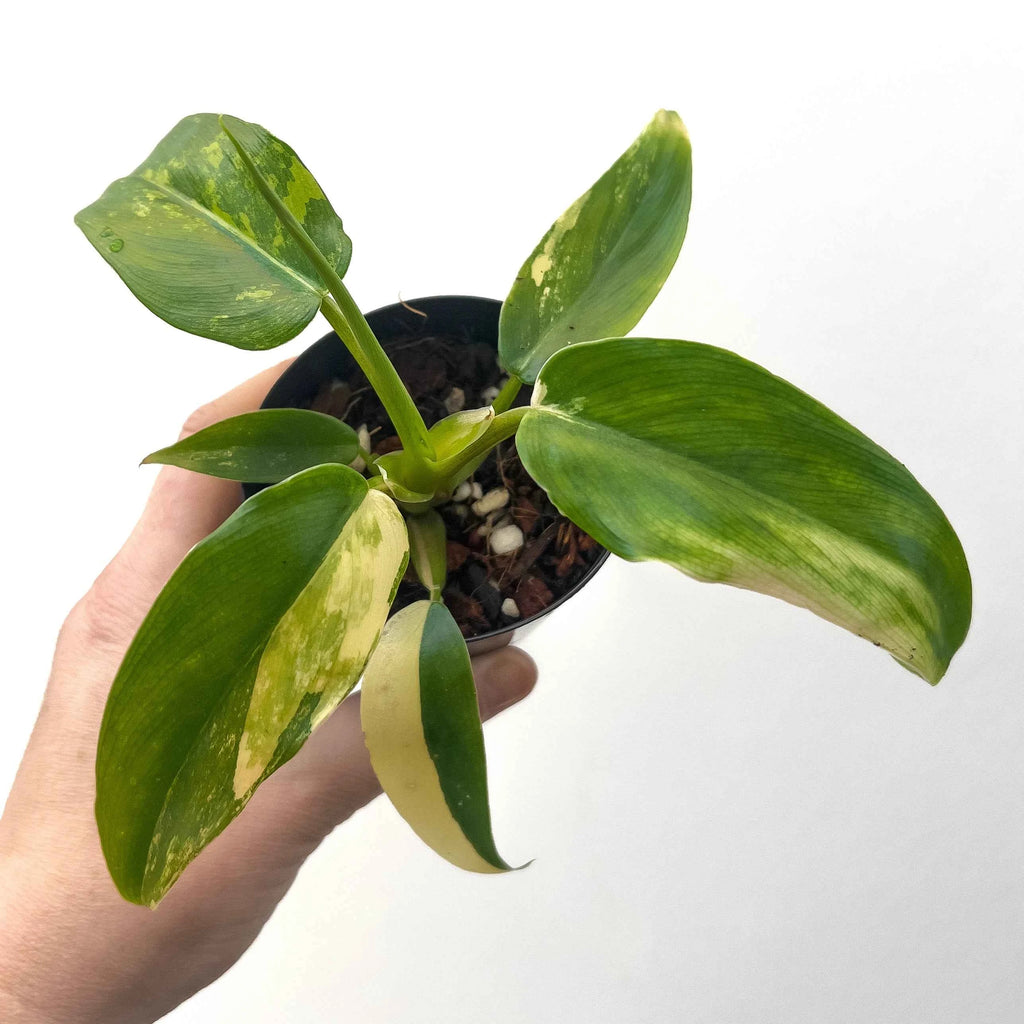 philodendron milkshake Philodendron domesticum 'Mango Milkshake' Variegated Australia