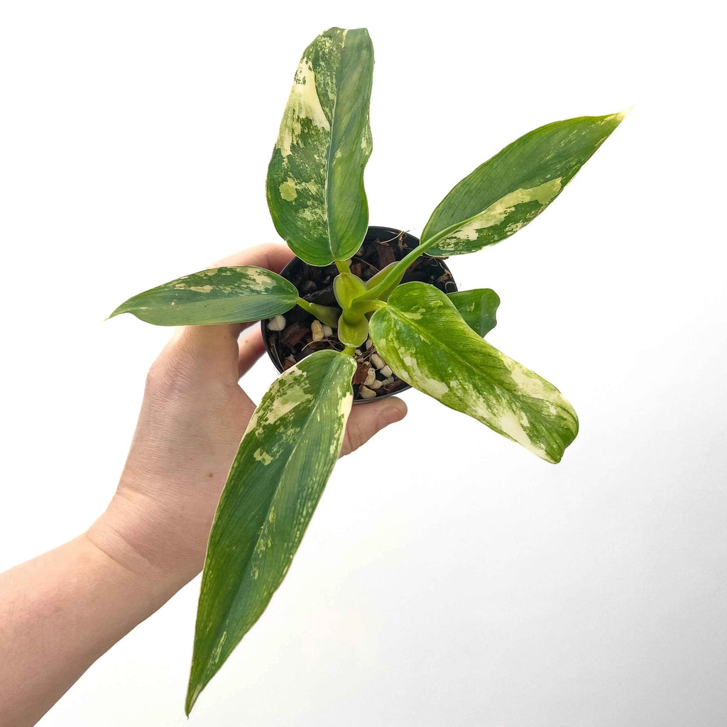philodendron milkshake Philodendron domesticum 'Mango Milkshake' Variegated Australia