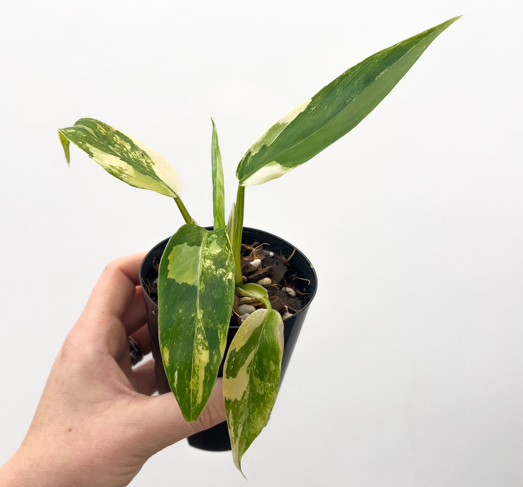 philodendron milkshake Philodendron domesticum 'Mango Milkshake' Variegated Australia