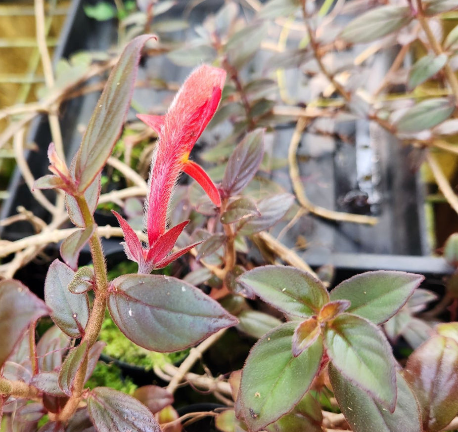 Close-up of a Columnea crassifolia Hunter Red bloom showing velvety red petals and yellow throat detail.