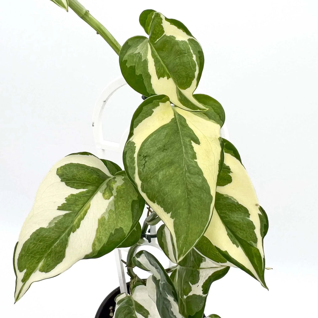 Epipremnum aureum 'Snow Queen' | Indoor Plant | Chalet Boutique - Australia
