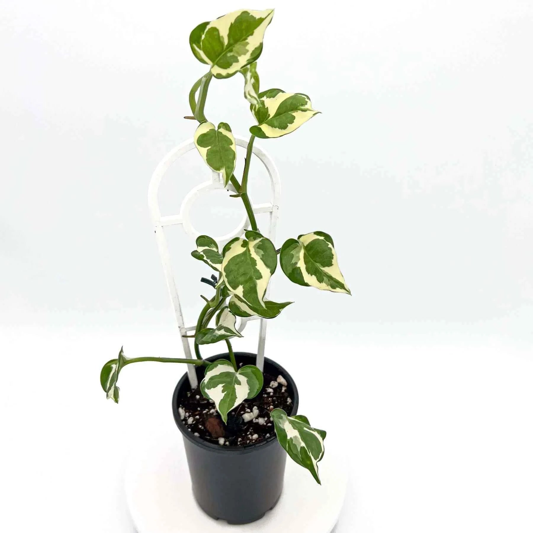 pothos plant bunnings Epipremnum aureum 'Snow Queen'