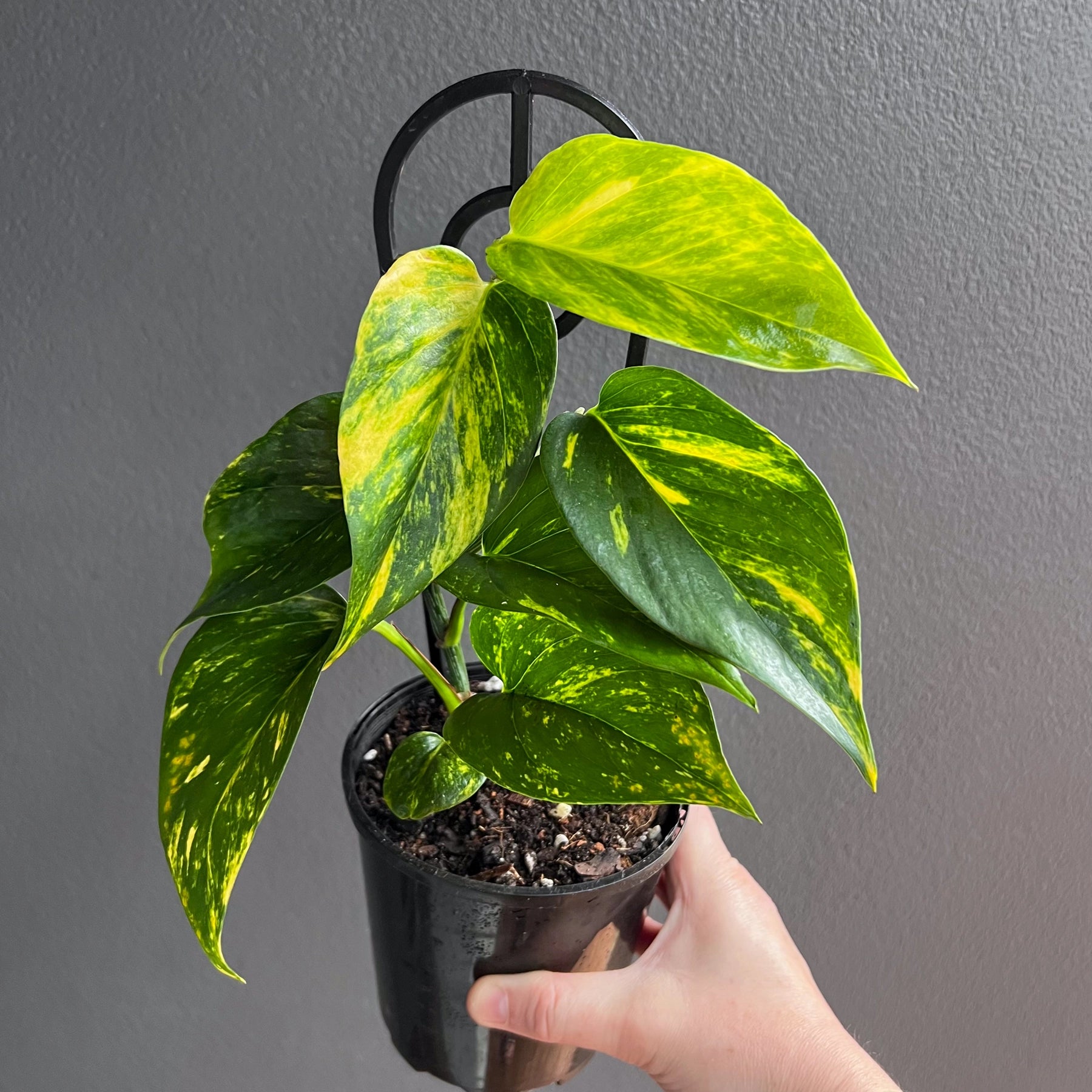devil's ivy house plants Epipremnum aureum Devil's Ivy
