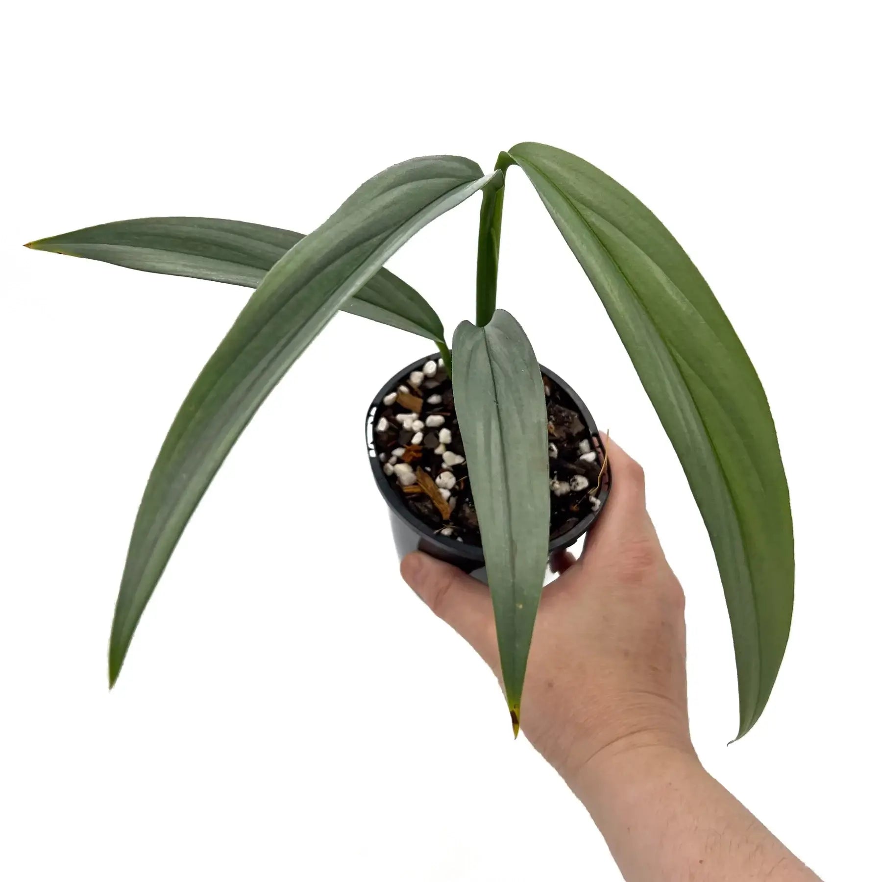 Epipremnum amplissimum Silver - Rare Indoor Plant