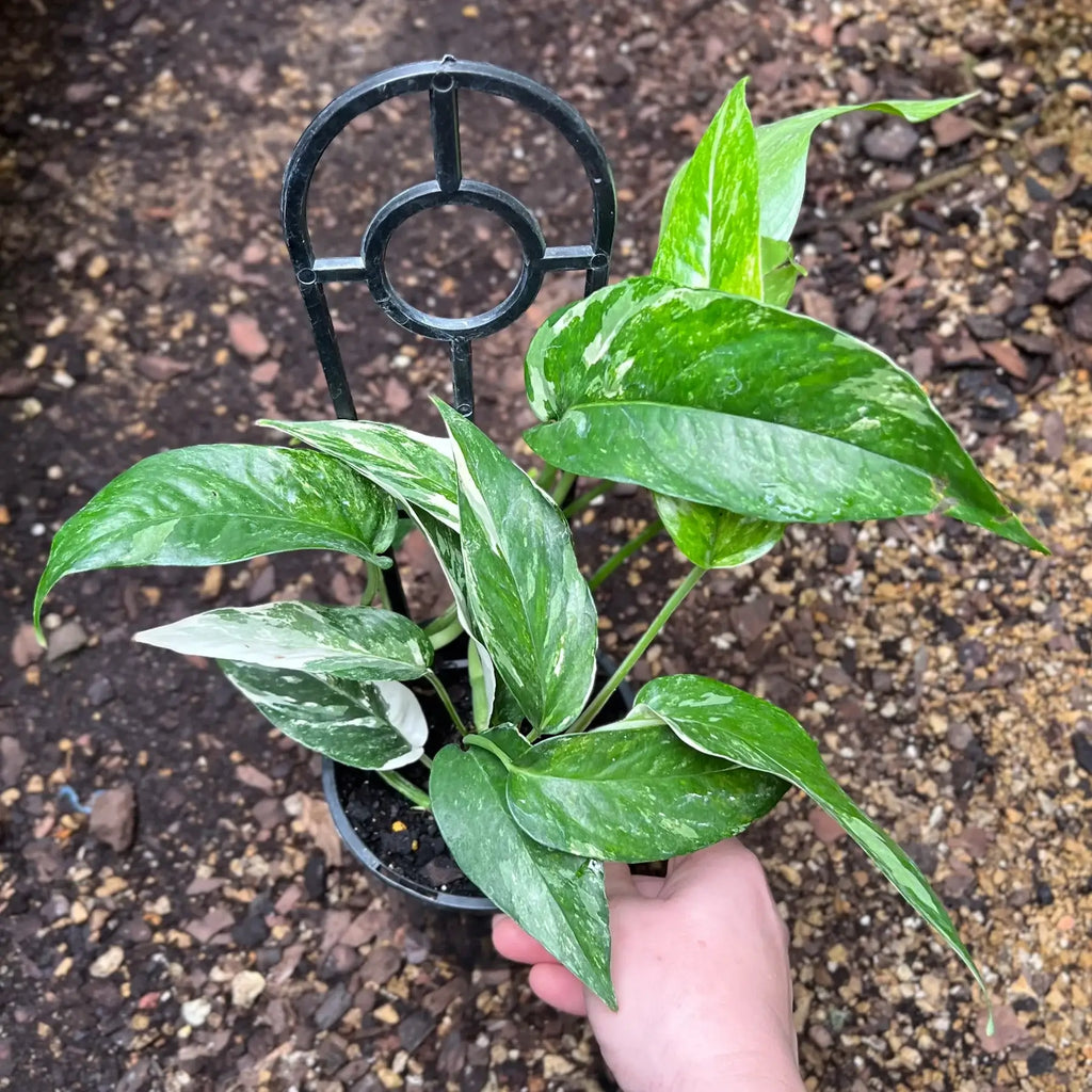 Epipremnum pinnatum variegata 'Variegated Dragons Tail' | Indoor Plant | Chalet Boutique - Australia