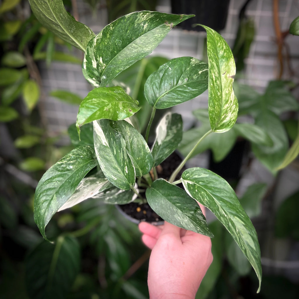 Epipremnum pinnatum variegata 'Variegated Dragons Tail' | Indoor Plant | Chalet Boutique - Australia