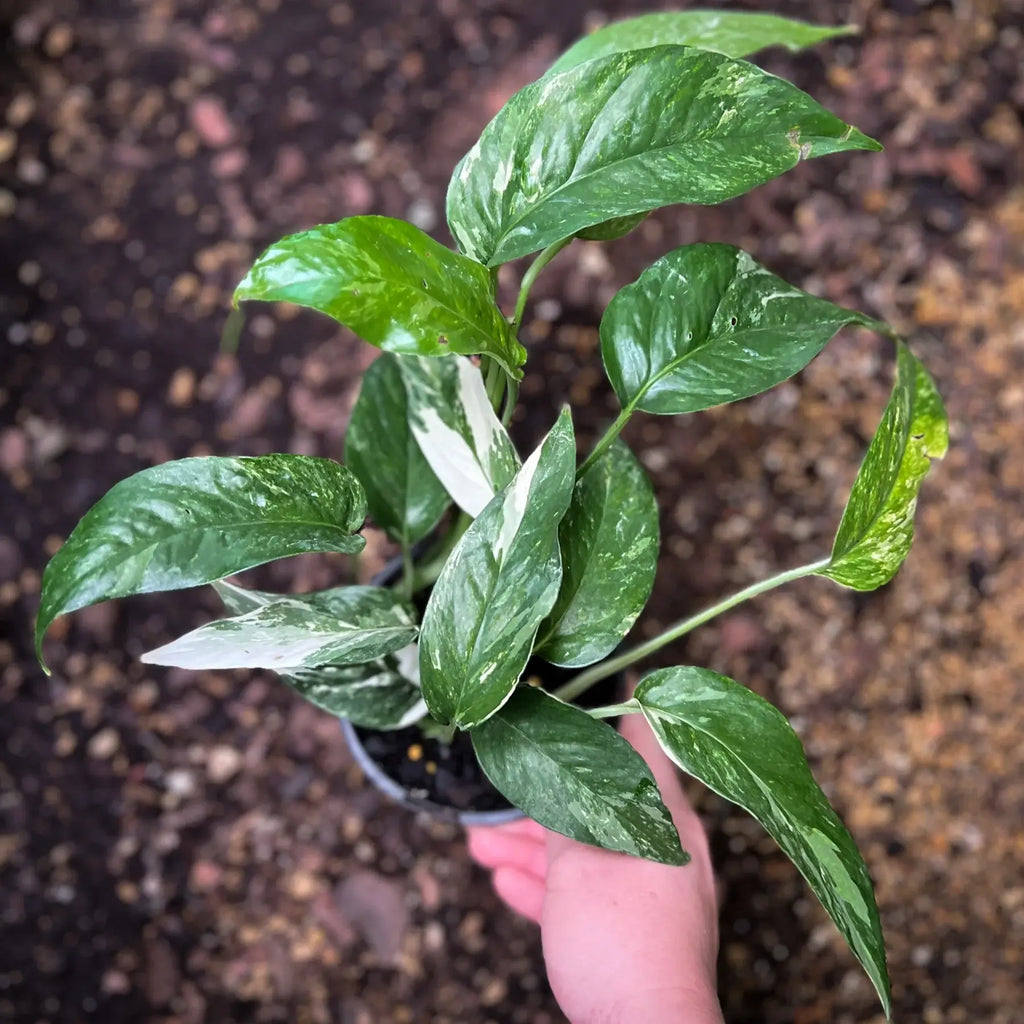 Epipremnum pinnatum variegata 'Variegated Dragons Tail' | Indoor Plant | Chalet Boutique - Australia