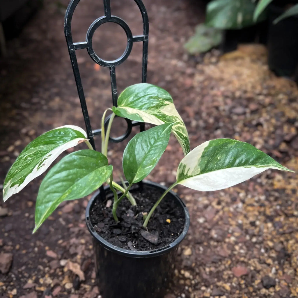 Epipremnum pinnatum variegata 'Variegated Dragons Tail' | Indoor Plant | Chalet Boutique - Australia