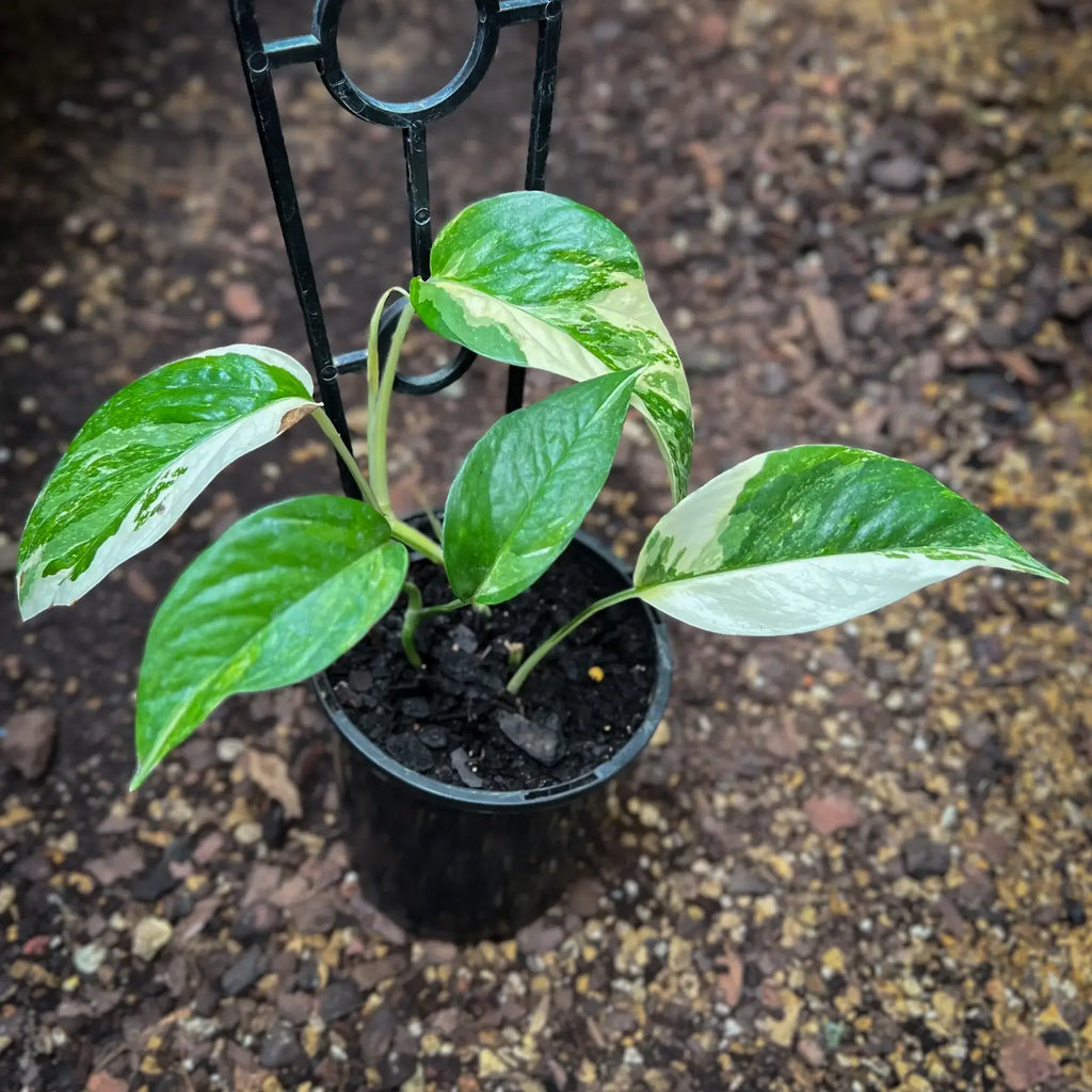 Epipremnum pinnatum variegata 'Variegated Dragons Tail' | Indoor Plant | Chalet Boutique - Australia