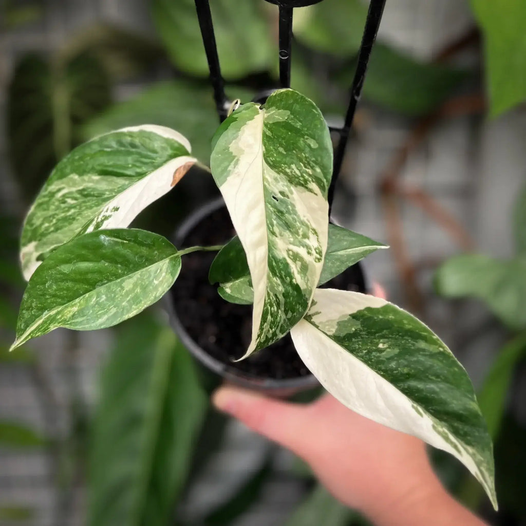 Epipremnum pinnatum variegata 'Variegated Dragons Tail' | Indoor Plant | Chalet Boutique - Australia