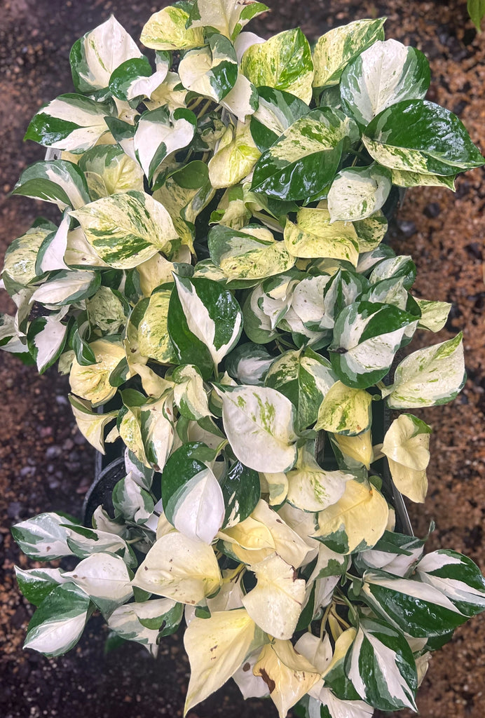 Epipremnum auruem 'Manjula' Pothos | Indoor Plant | Chalet Boutique - Australia