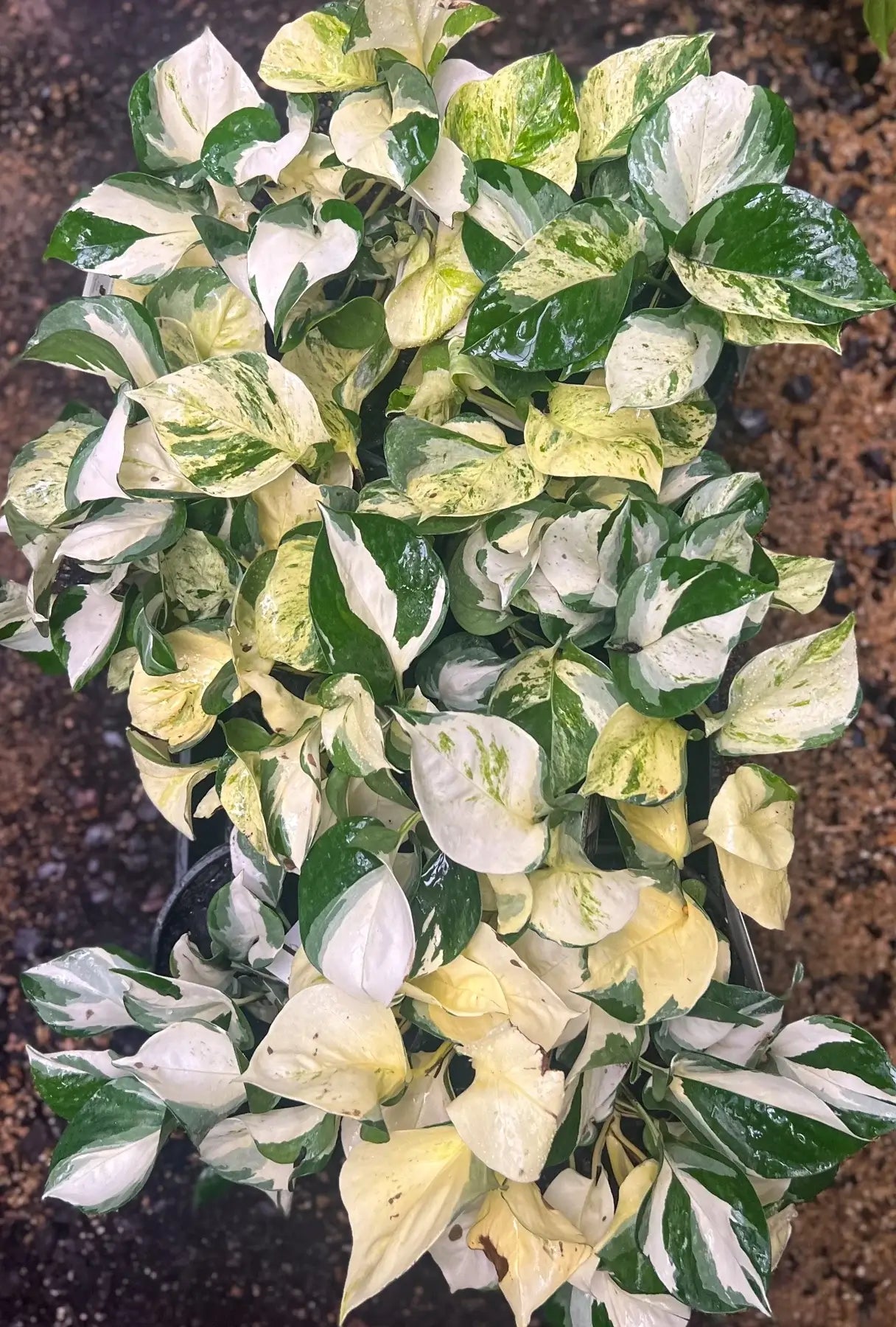 manjula pothos australia Buy Epipremnum aureum 'Manjula' Pothos Online