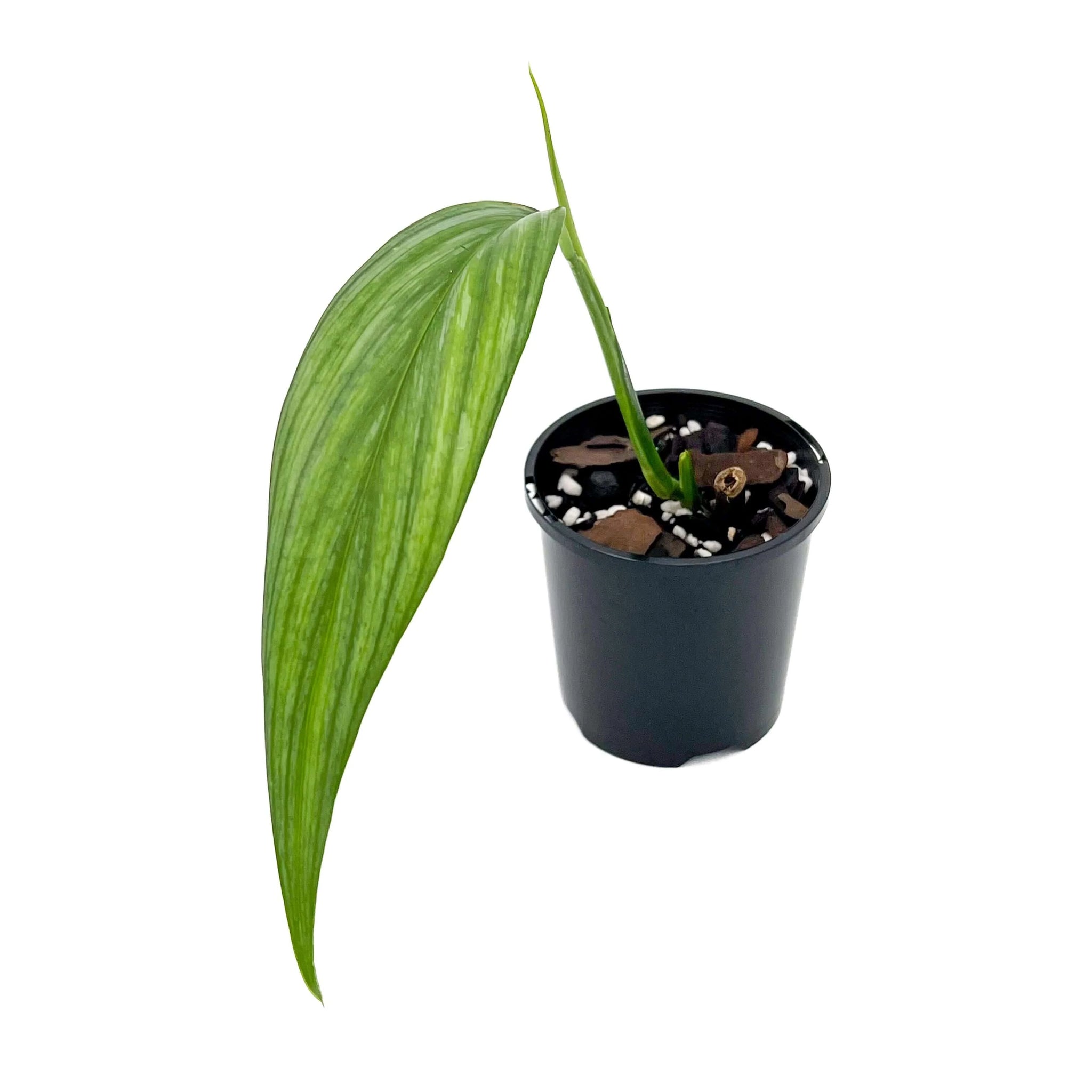 philodendron amplissimum silver Buy Epipremnum Amplissimum 'Silver Streak' Online