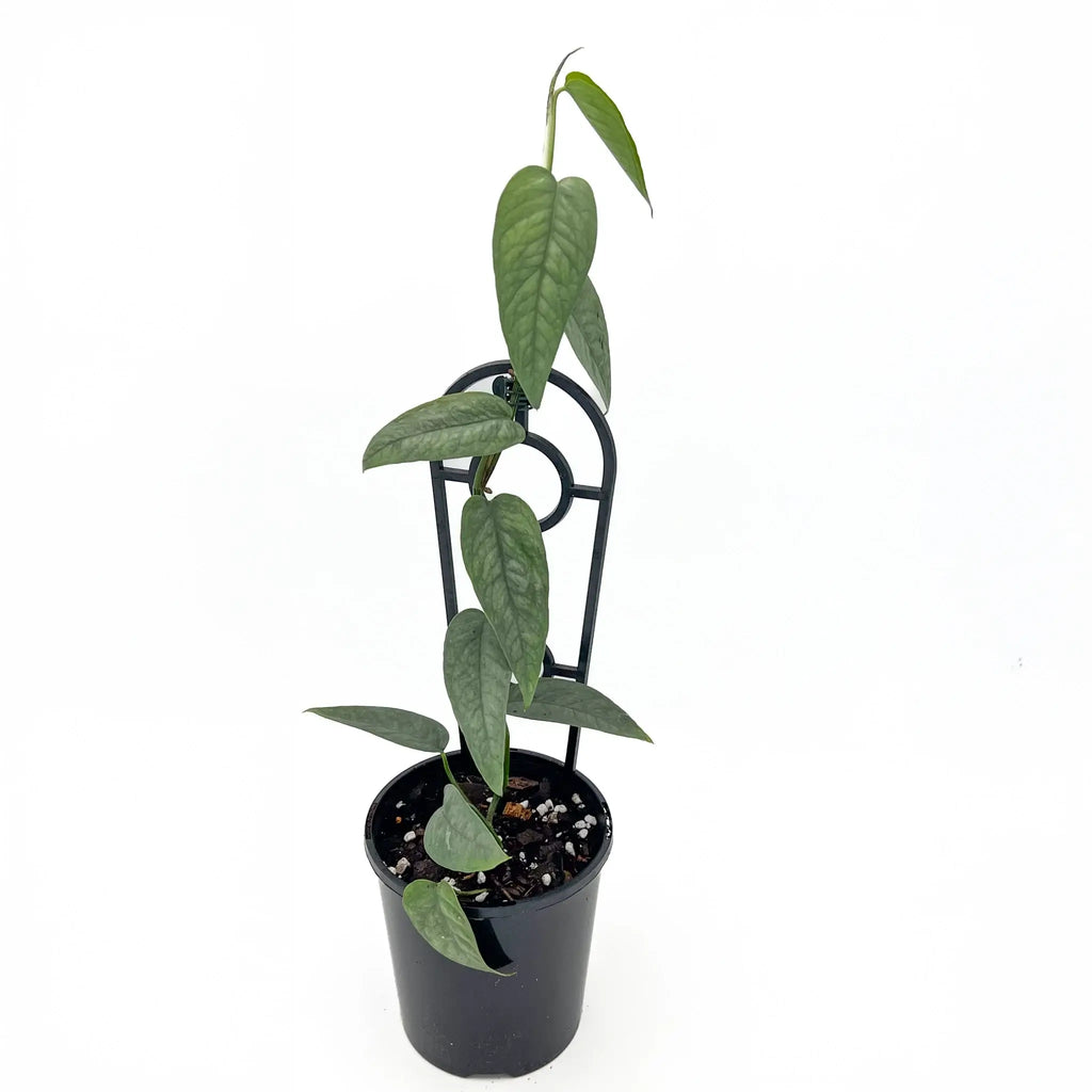 Epipremnum pinnatum Cebu Blue in a black nursery pot, showcasing unique silver-blue foliage, perfect for indoor spaces. Chalet Boutique, Australia.