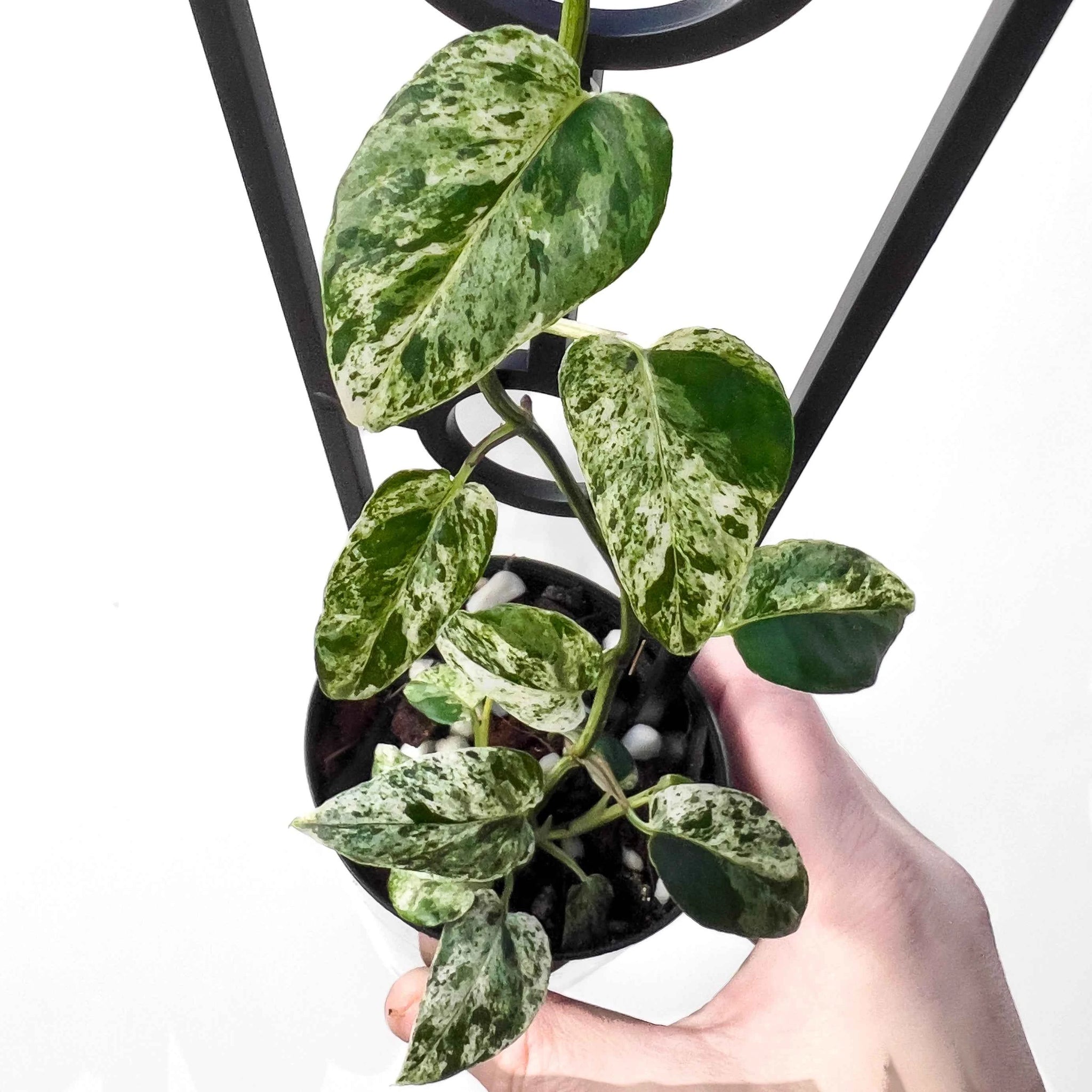 sansevieria masoniana white variegated Buy Sansevieria Masoniana White Variegated Online