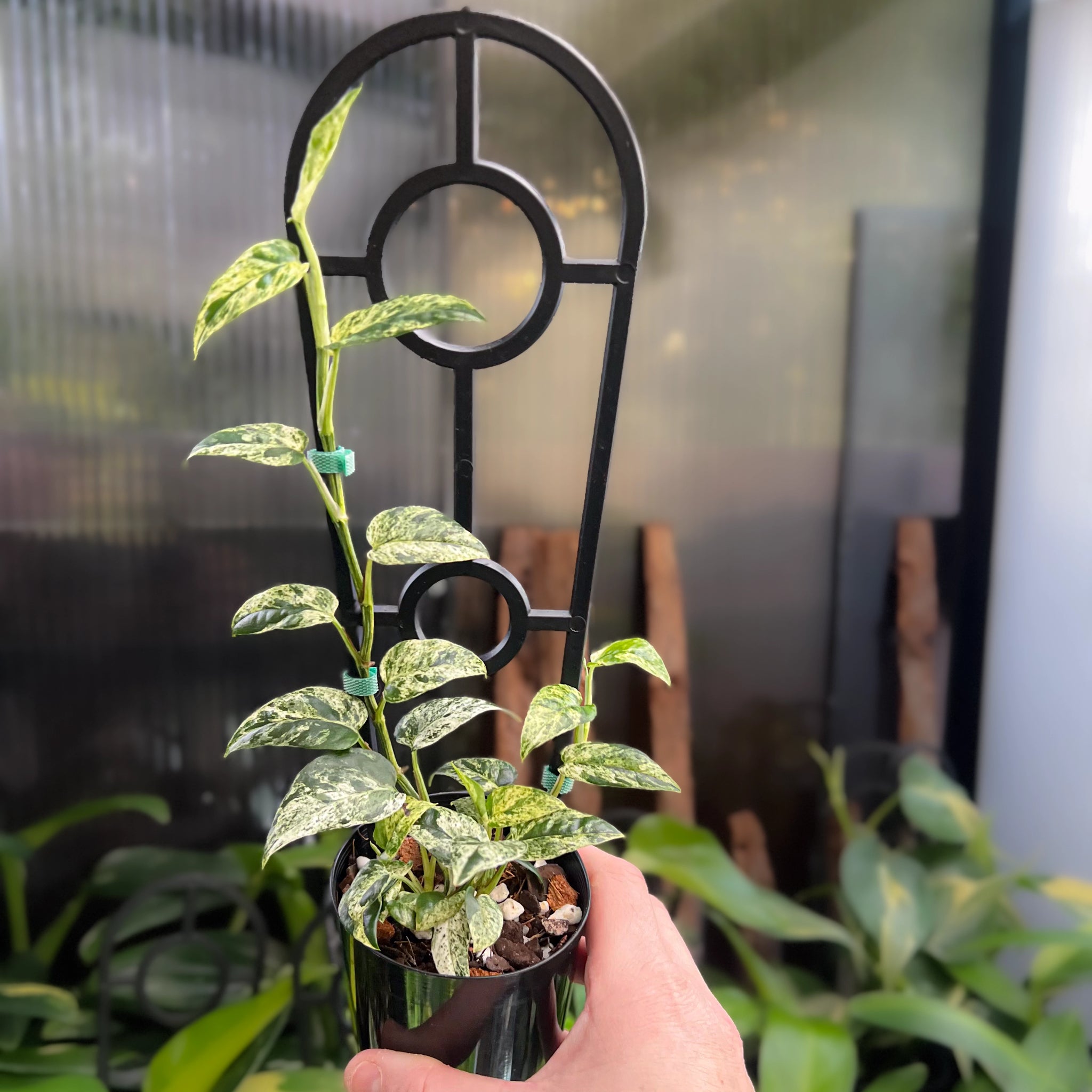 variegated zz plant australia Buy Rare ZZ Plant Variegated 'Akebono' Online