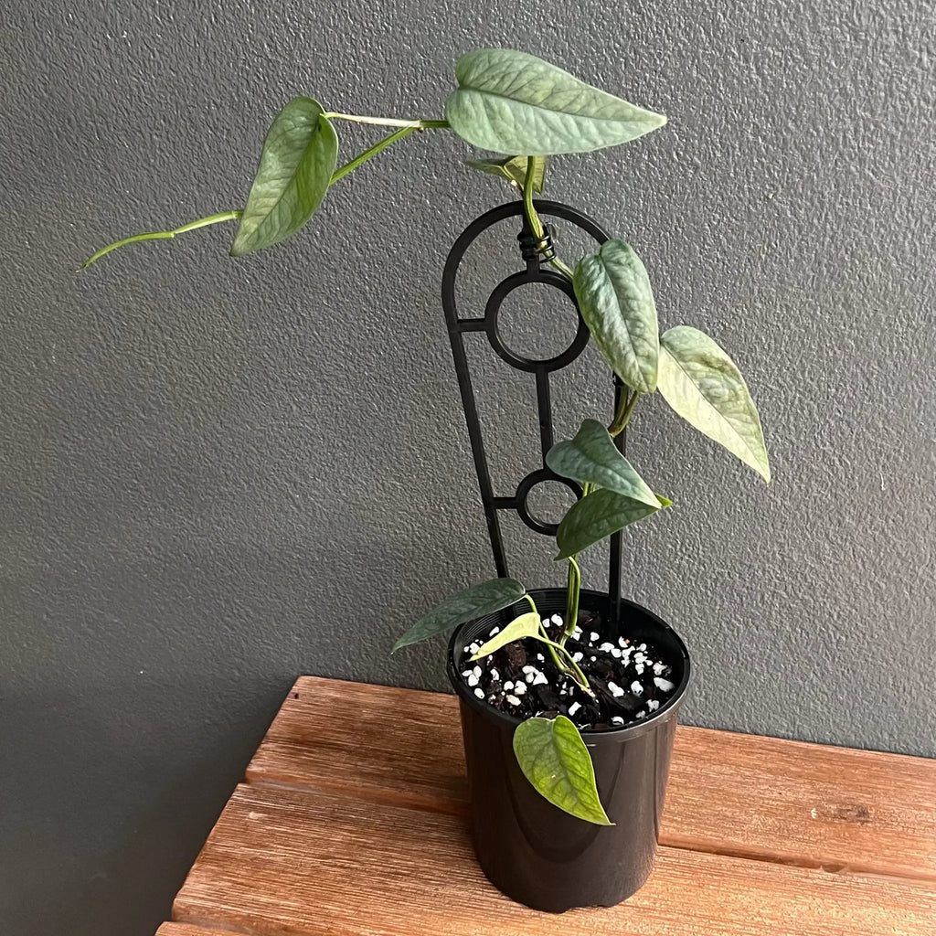 Epipremnum pinnatum Cebu Blue in a black pot, showcasing unique silver-blue foliage. Buy rare plants online at Chalet Boutique, Australia.