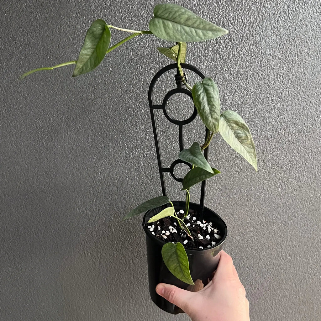 Epipremnum pinnatum Cebu Blue in a black nursery pot with a moss pole, ideal for indoor spaces, Chalet Boutique, Australia.