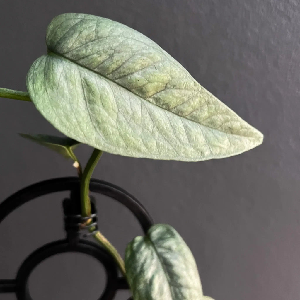 Close-up of Epipremnum pinnatum Cebu Blue leaf showcasing unique silver-blue foliage. Available at Chalet Boutique, Australia.
