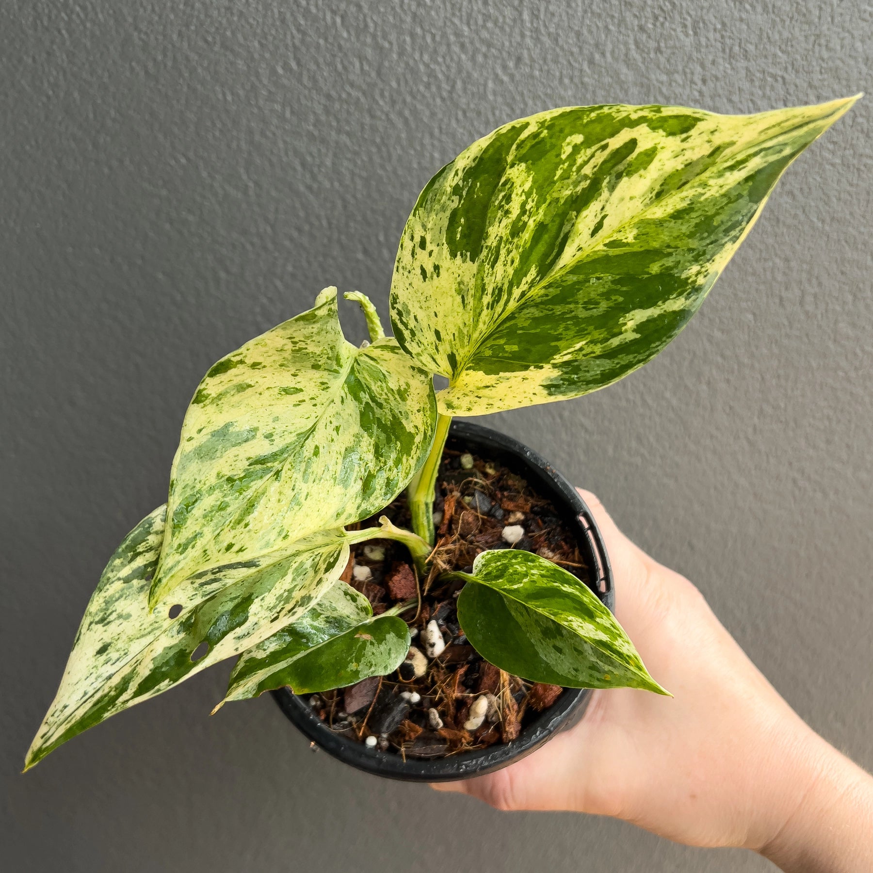marble queen pothos yellow variegation Epipremnum aureum 'Marble Queen'