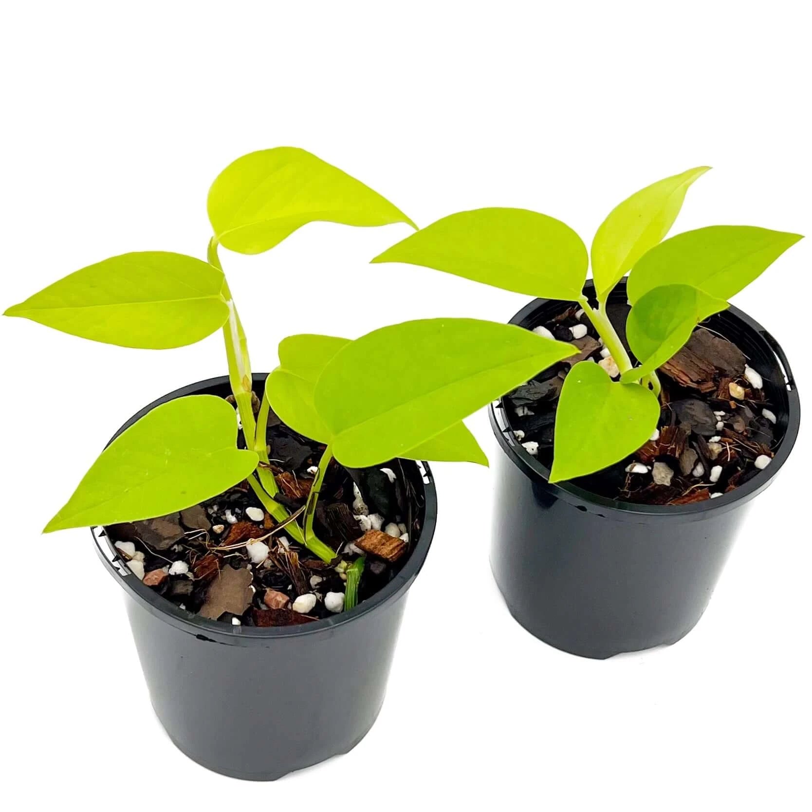 pothos goldilocks Epipremnum aureum 'Goldilocks'