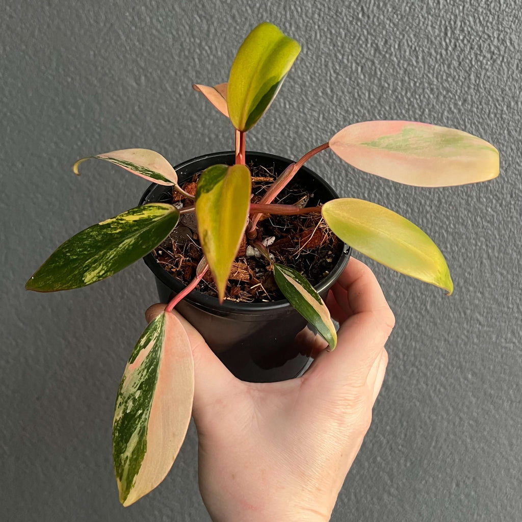 Philodendron Strawberry Shake in hand, showcasing variegated leaves and deep red stems, ideal for indoor plant enthusiasts. Chalet Boutique, Australia.