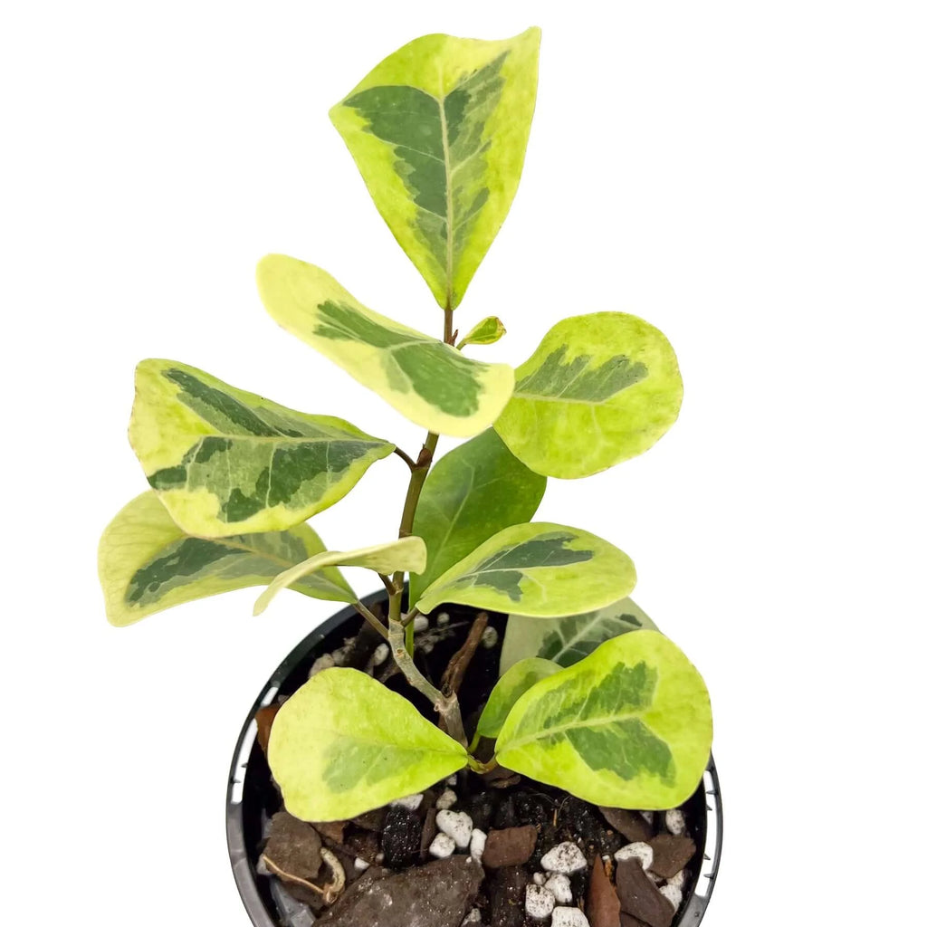 Ficus Triangularis Variegated | Indoor Plant | Chalet Boutique - Australia