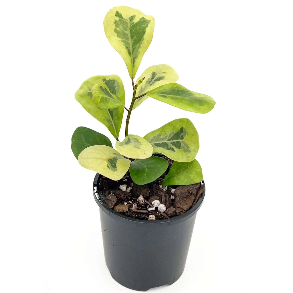 Ficus Triangularis Variegated | Indoor Plant | Chalet Boutique - Australia