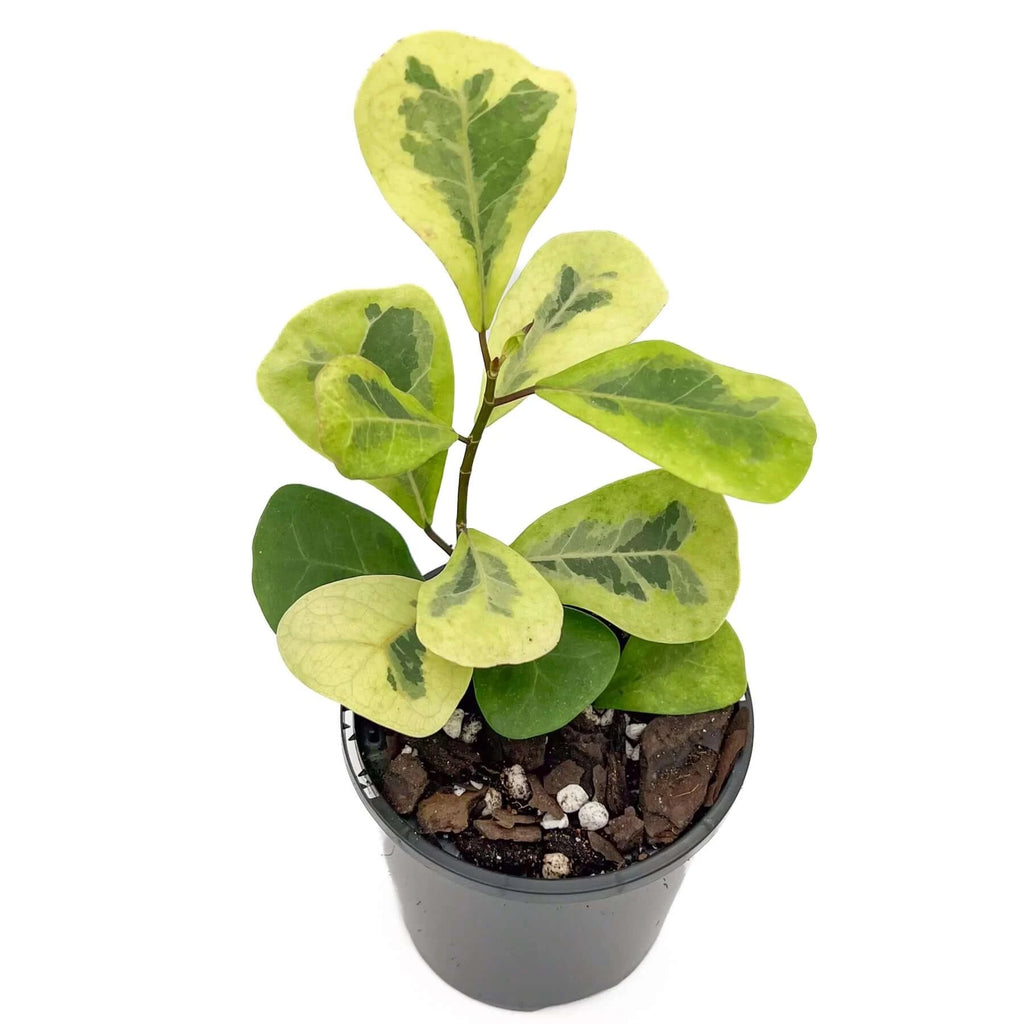 Ficus Triangularis Variegated | Indoor Plant | Chalet Boutique - Australia